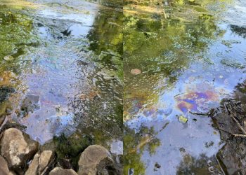 Эксперты и власти соберутся для обсуждения состояния очистных сооружений в Винновской роще