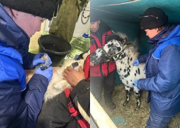 Четвероногие артисты цирка «Джокер» прошли медосмотр перед ульяновскими гастролями