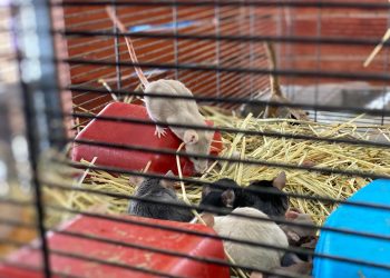 В Роспотребнадзоре рассказали, как ульяновцам не заболеть мышиной лихорадкой