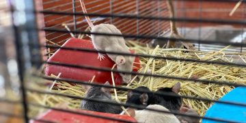 В Роспотребнадзоре рассказали, как ульяновцам не заболеть мышиной лихорадкой