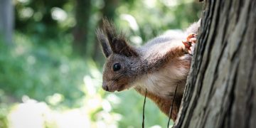 В Заволжском районе Ульяновска пересчитают все зелёные насаждения