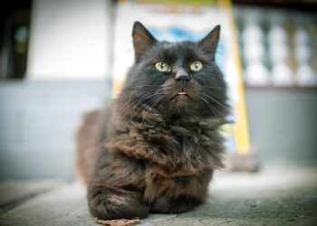 Ульяновская «КотоСфера» учит детей эмпатии и ответственности