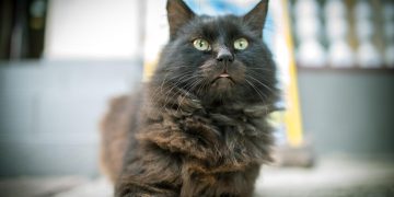 Ульяновская «КотоСфера» учит детей эмпатии и ответственности