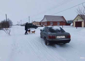 На безнадзорных собак в Филипповке пожаловались ветеринарам и полиции
