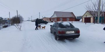 На безнадзорных собак в Филипповке пожаловались ветеринарам и полиции