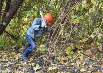 Ульяновск объявил войну американскому клёну и борщевику Сосновского