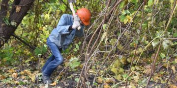 Ульяновск объявил войну американскому клёну и борщевику Сосновского