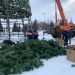 Главная ёлка Ульяновска отправляется на покой