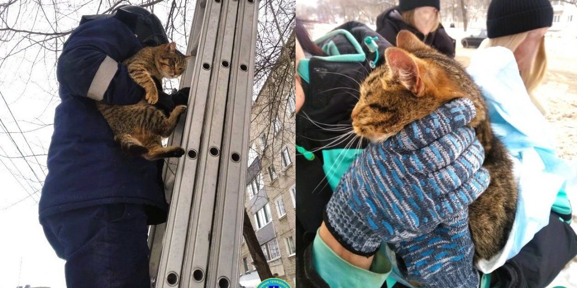 В Ульяновске бездомный кот провёл несколько дней на дереве и обрёл дом