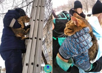 В Ульяновске бездомный кот провёл несколько дней на дереве и обрёл дом