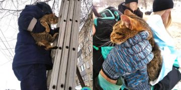 В Ульяновске бездомный кот провёл несколько дней на дереве и обрёл дом