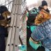 В Ульяновске бездомный кот провёл несколько дней на дереве и обрёл дом