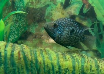 В Ульяновском зоопарке бриллиантовая цихлазома отложила несколько сотен икринок