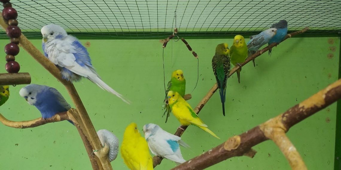 Ульяновские ветеринары спасли попугая от отравления тяжелыми металлами