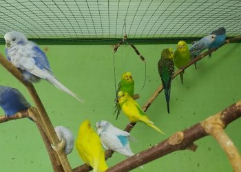 Ульяновские ветеринары спасли попугая от отравления тяжелыми металлами