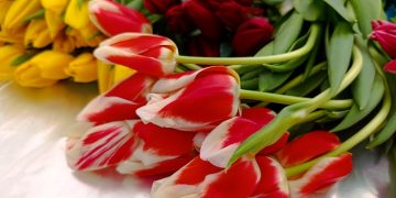 Глава региона и мэр Ульяновска поздравили жительниц города с 8 марта