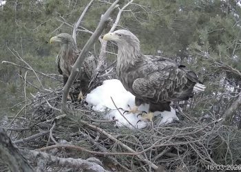 Солнечные орлы вернулись в Ульяновскую область