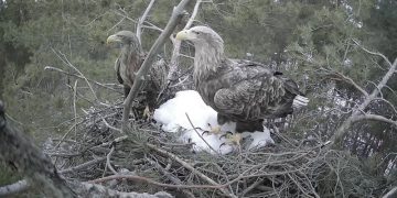 Солнечные орлы вернулись в Ульяновскую область