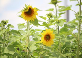 Ульяновские фермеры 27 раз нарушили правила работы с пестицидами