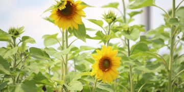 Ульяновские фермеры 27 раз нарушили правила работы с пестицидами