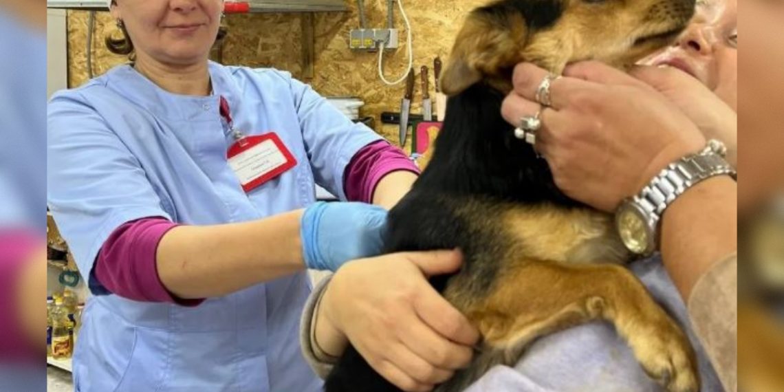 Ульяновских собак привили от бешенства