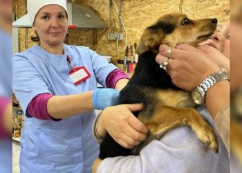 Ульяновских собак привили от бешенства