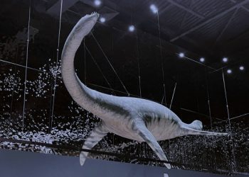 Эласмозавр и плиозавр «ожили» в новой экспозиции Ундоровского палеонтологического музея