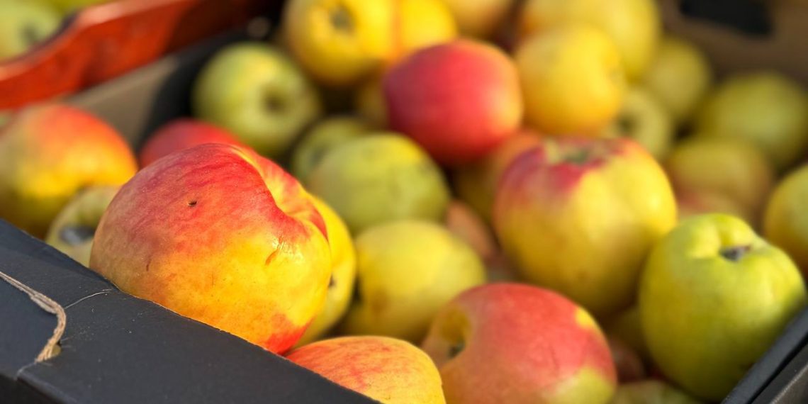 Вторая весенняя сельхозярмарка в Ульяновске пройдёт на Московском шоссе