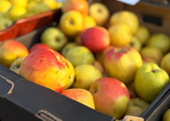 Вторая весенняя сельхозярмарка в Ульяновске пройдёт на Московском шоссе