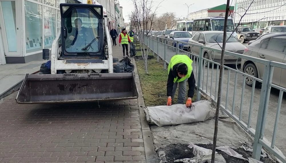 Геотекстиль спас деревья и газон в центре Ульяновска