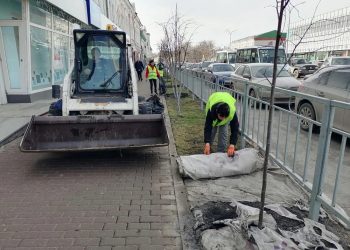Геотекстиль спас деревья и газон в центре Ульяновска
