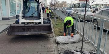 Геотекстиль спас деревья и газон в центре Ульяновска