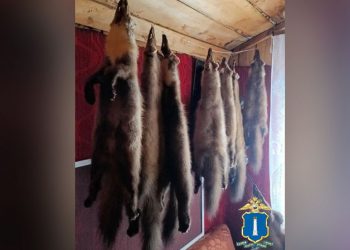 Ульяновский попался с тушками зверей и марихуаной