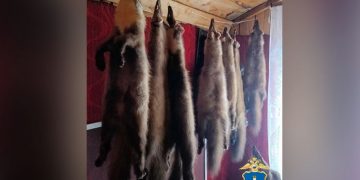 Ульяновский попался с тушками зверей и марихуаной