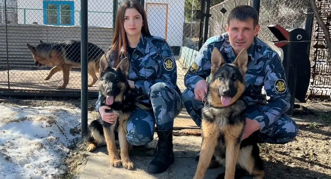 В димитровградской колонии — новые сотрудники: две юные немецкие овчарки