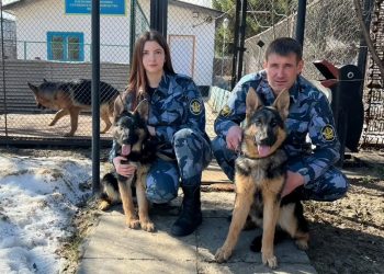В димитровградской колонии — новые сотрудники: две юные немецкие овчарки