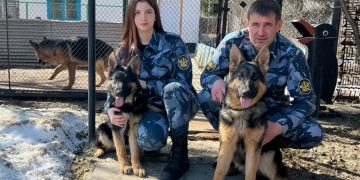 В димитровградской колонии пополнение: прибыли две юные немецкие овчарки