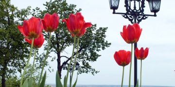 43 тысячи тюльпанов расцветут в Ульяновске к концу апреля