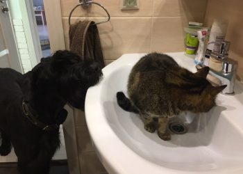 В Радищевском районе из-за утечки на сетях отключили насосную станцию, без воды — 1300 человек