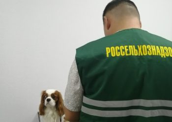 Куда увезли ульяновских кошек и собак