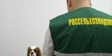 Куда увезли ульяновских кошек и собак