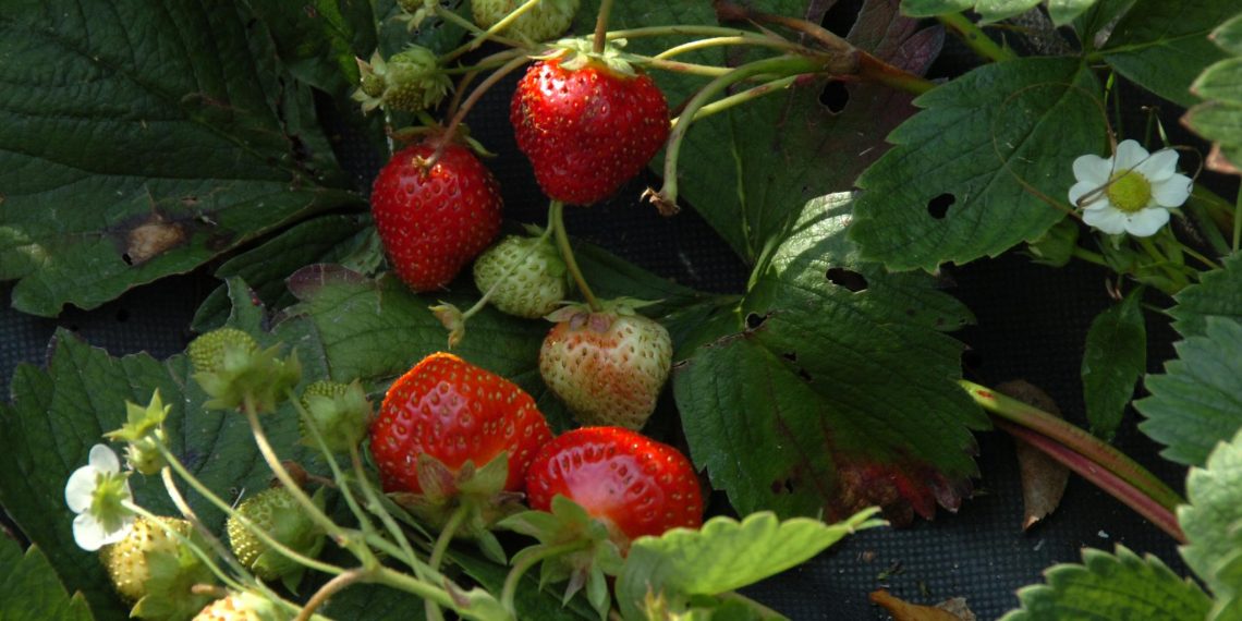 50 тысяч кустов рассады клубники из Белоруссии доставили в Ульяновскую область