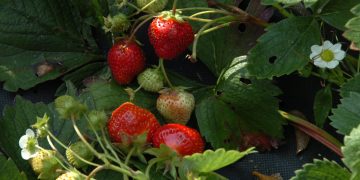 50 тысяч кустов рассады клубники из Белоруссии доставили в Ульяновскую область