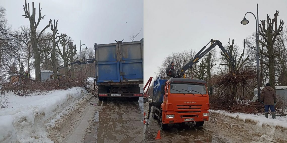 54 липы обрезали на Новом Венце в Ульяновске