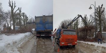 54 липы обрезали на Новом Венце в Ульяновске