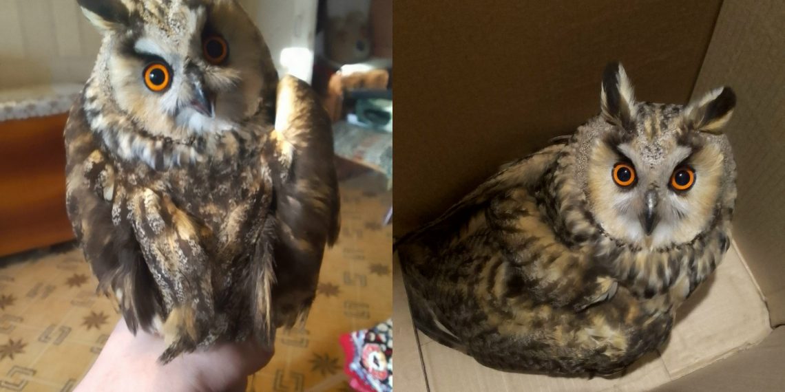 В Ульяновске сова разбилась о стекло лицея