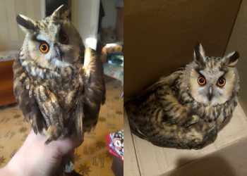 В Ульяновске сова разбилась о стекло лицея