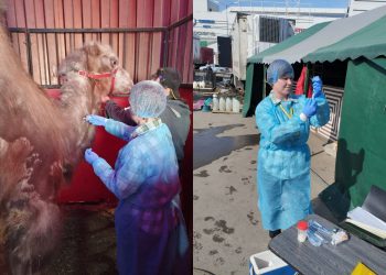 Цирковые медведи, верблюды и собачки прошли ветконтроль в Ульяновске