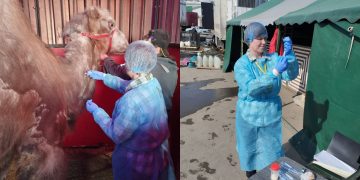 Цирковые медведи, верблюды и собачки прошли ветконтроль в Ульяновске