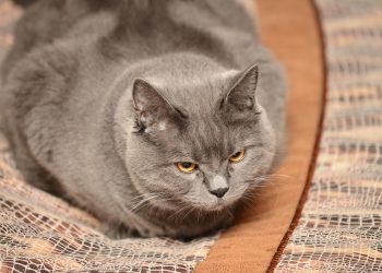 Ульяновцы назвали главные ассоциации с ленью и бездельем